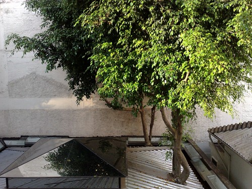 Diese Birkenfeigen wachsen quasi durch unsere Tochtergesellschaft in Sao Paulo und kommen oben wieder raus.